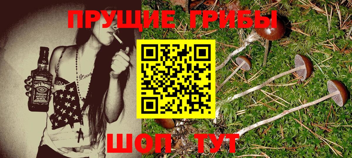 Узловая  Псилоцибиновые грибы Psilocybine cubensis  Вход с VPN  Псилоцибиновые грибы мицелий 